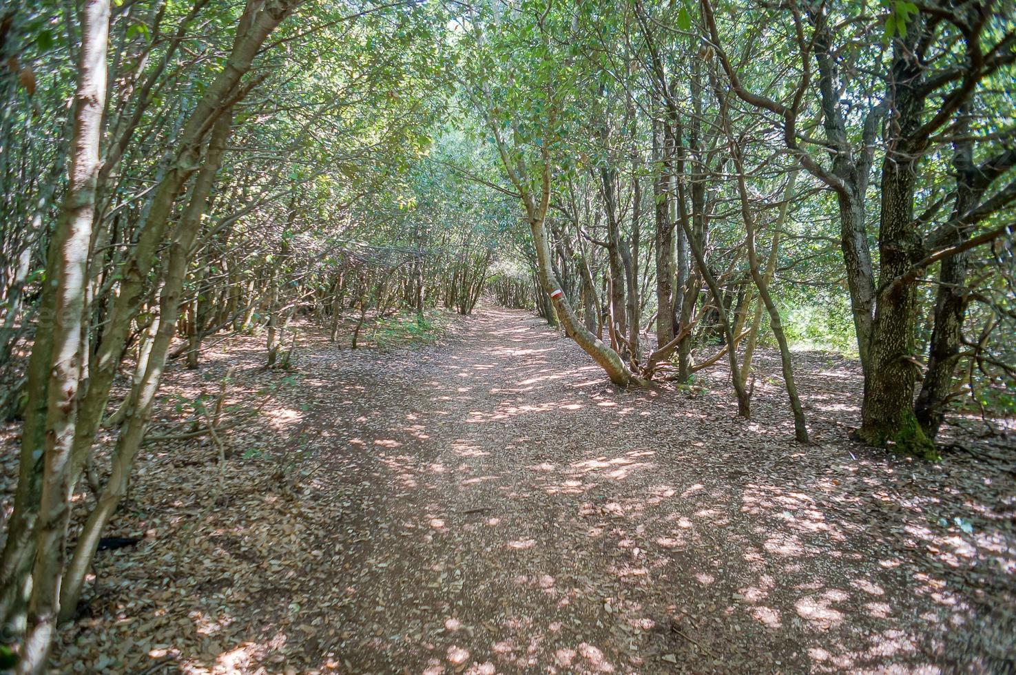 Rural forest landscape photo