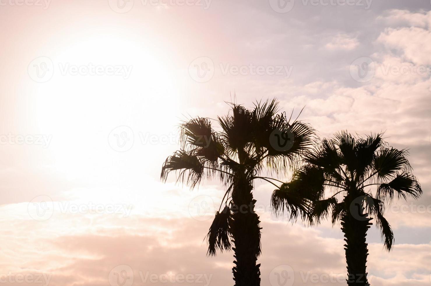 Palm trees at sunset photo