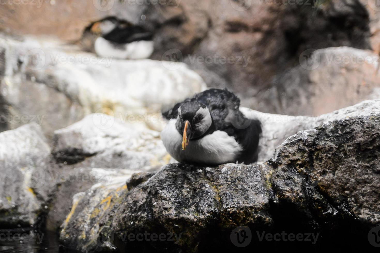 Penguin in the zoo photo