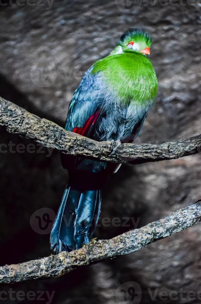 vistoso pájaro en el zoo foto