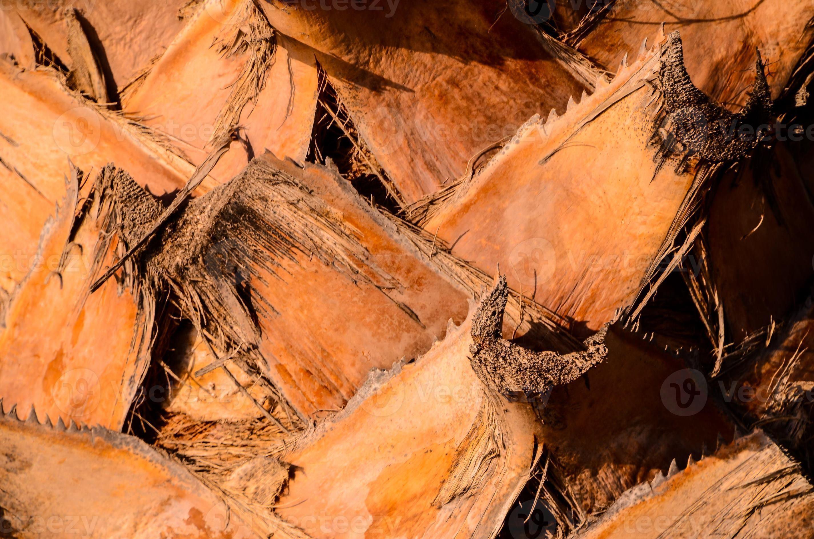 Palm tree trunk close up 19913772 Stock Photo at Vecteezy