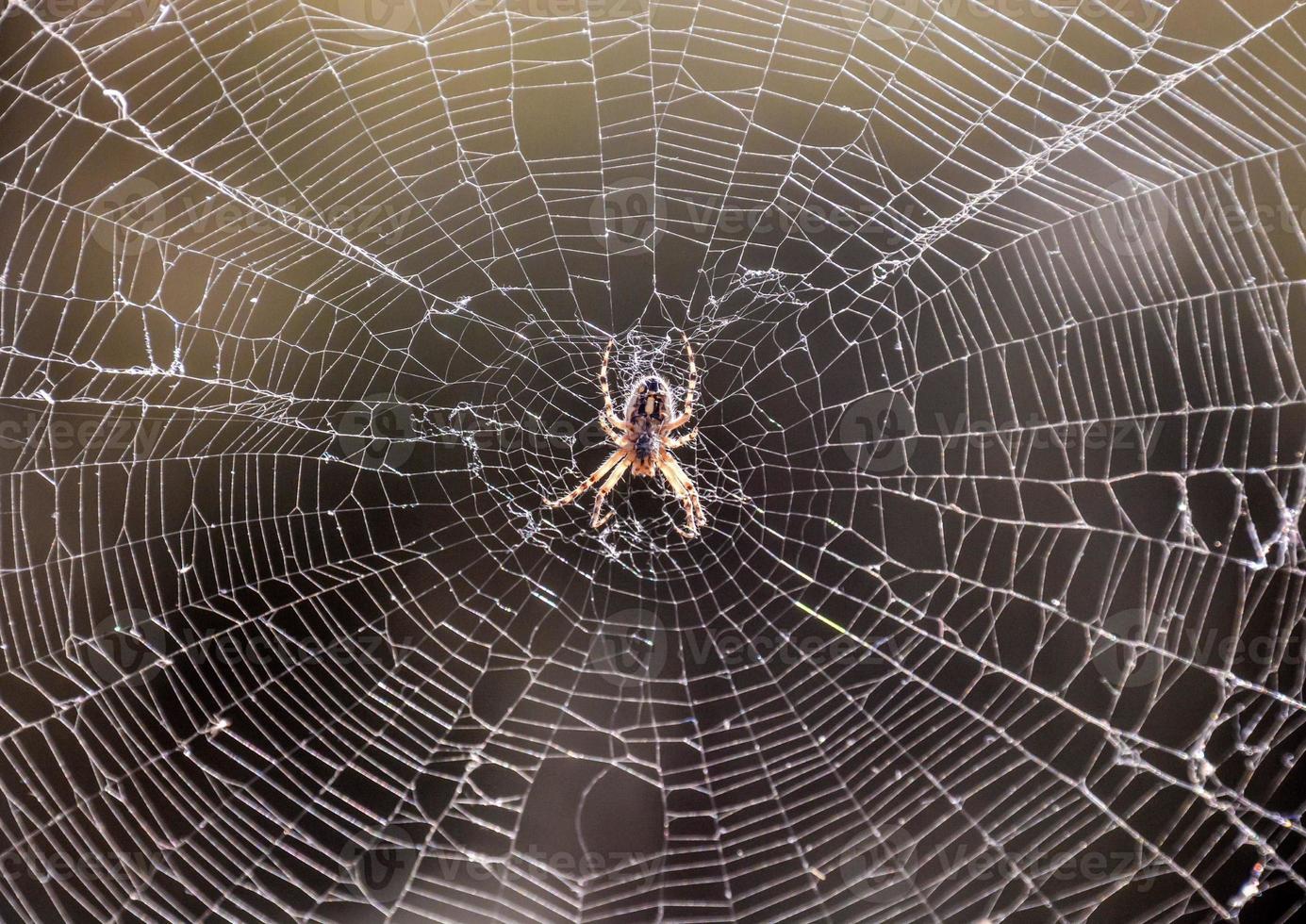 araña en la telaraña foto