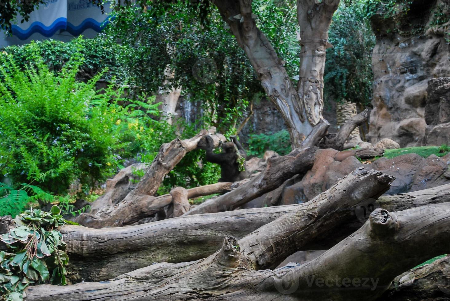 Logs in the forest photo