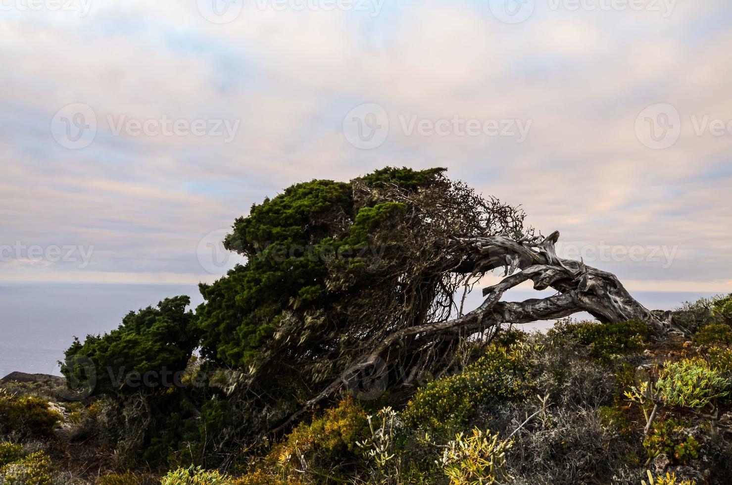Tree on the Canary Islands photo