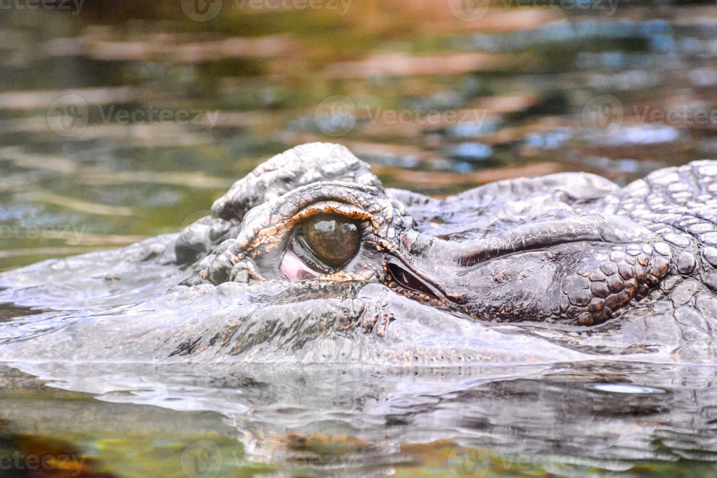 Alligator in the lake photo