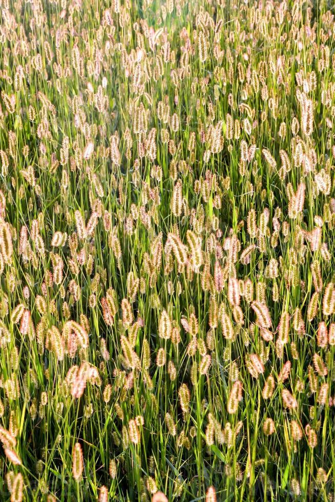 campo de hierba foto