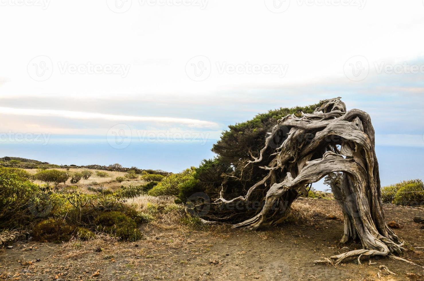Bent tree on the coast photo