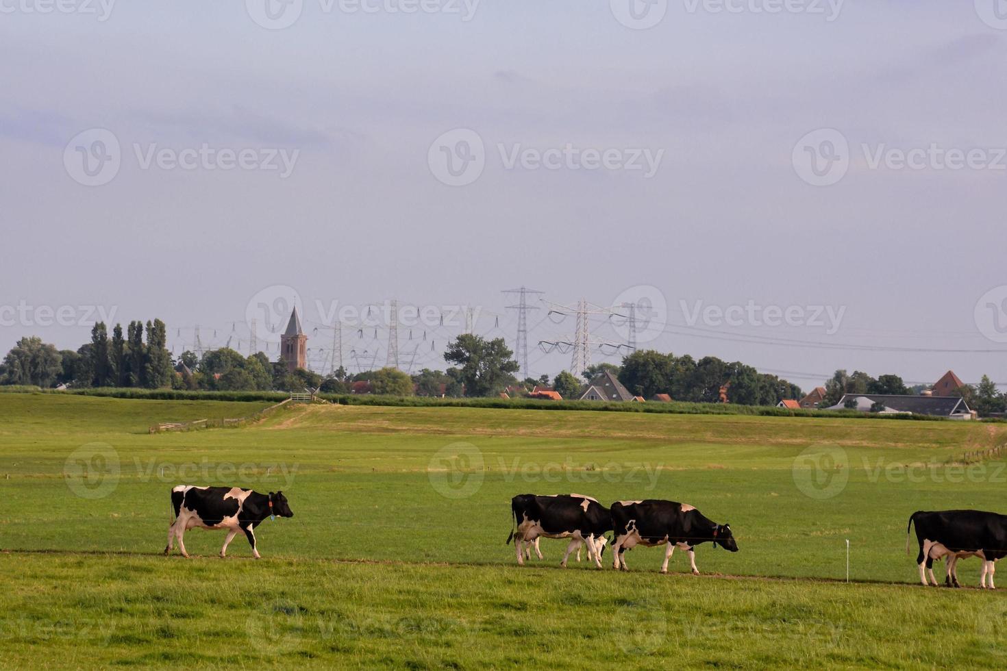 vacas en el campo foto