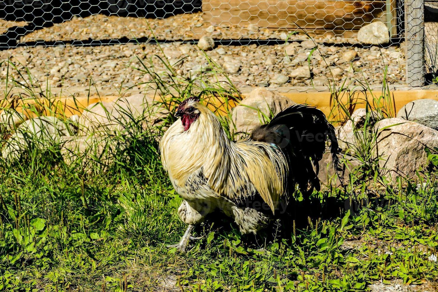 Rooster in Sweden photo