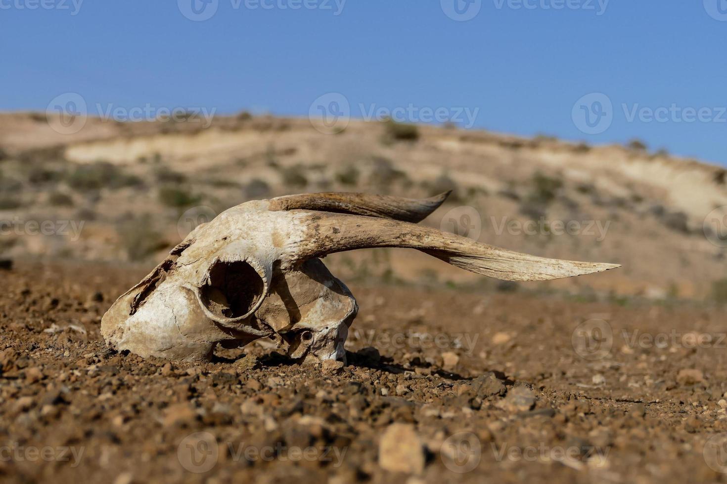 Animal skull on the ground photo