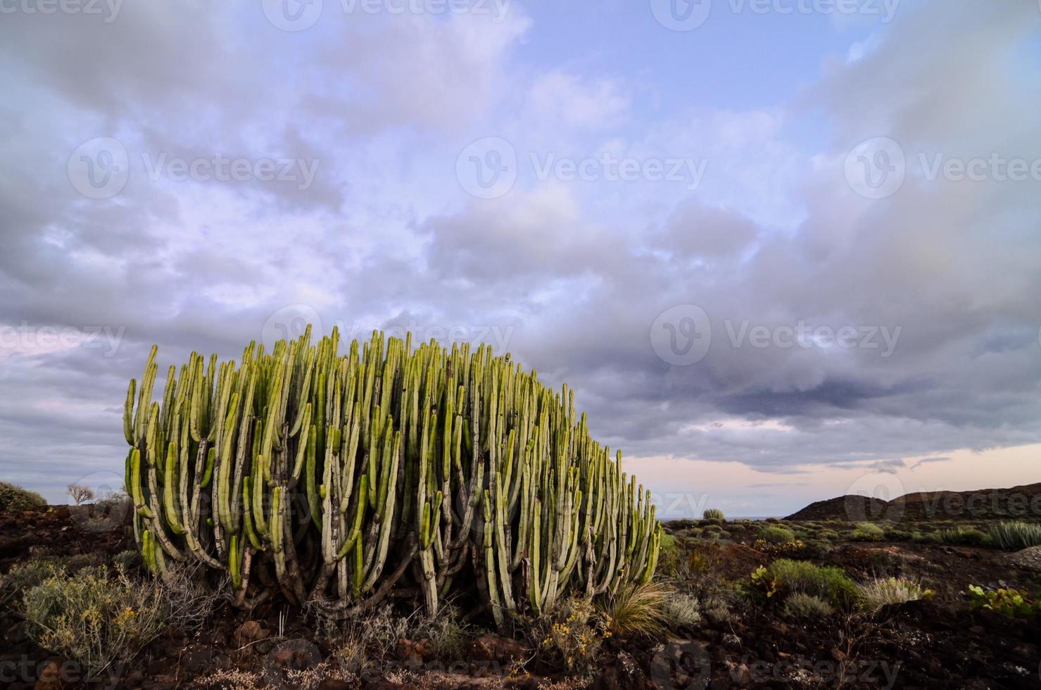 Green cacti plant photo