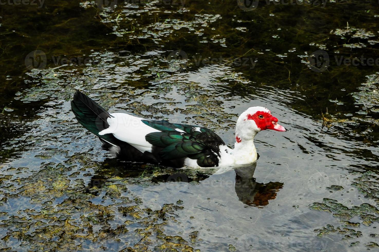 Duck swimming in the pond photo