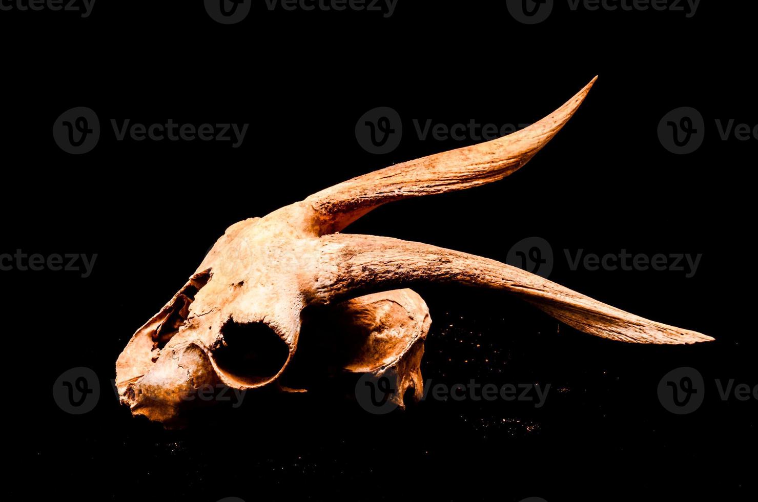 Skull on black background photo