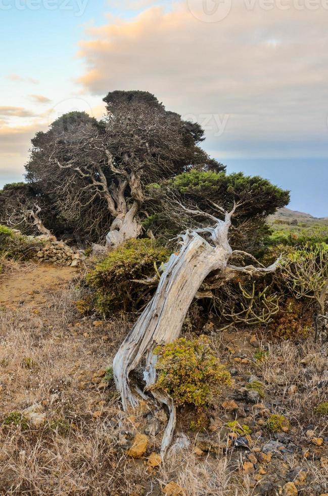 Fallen old tree photo