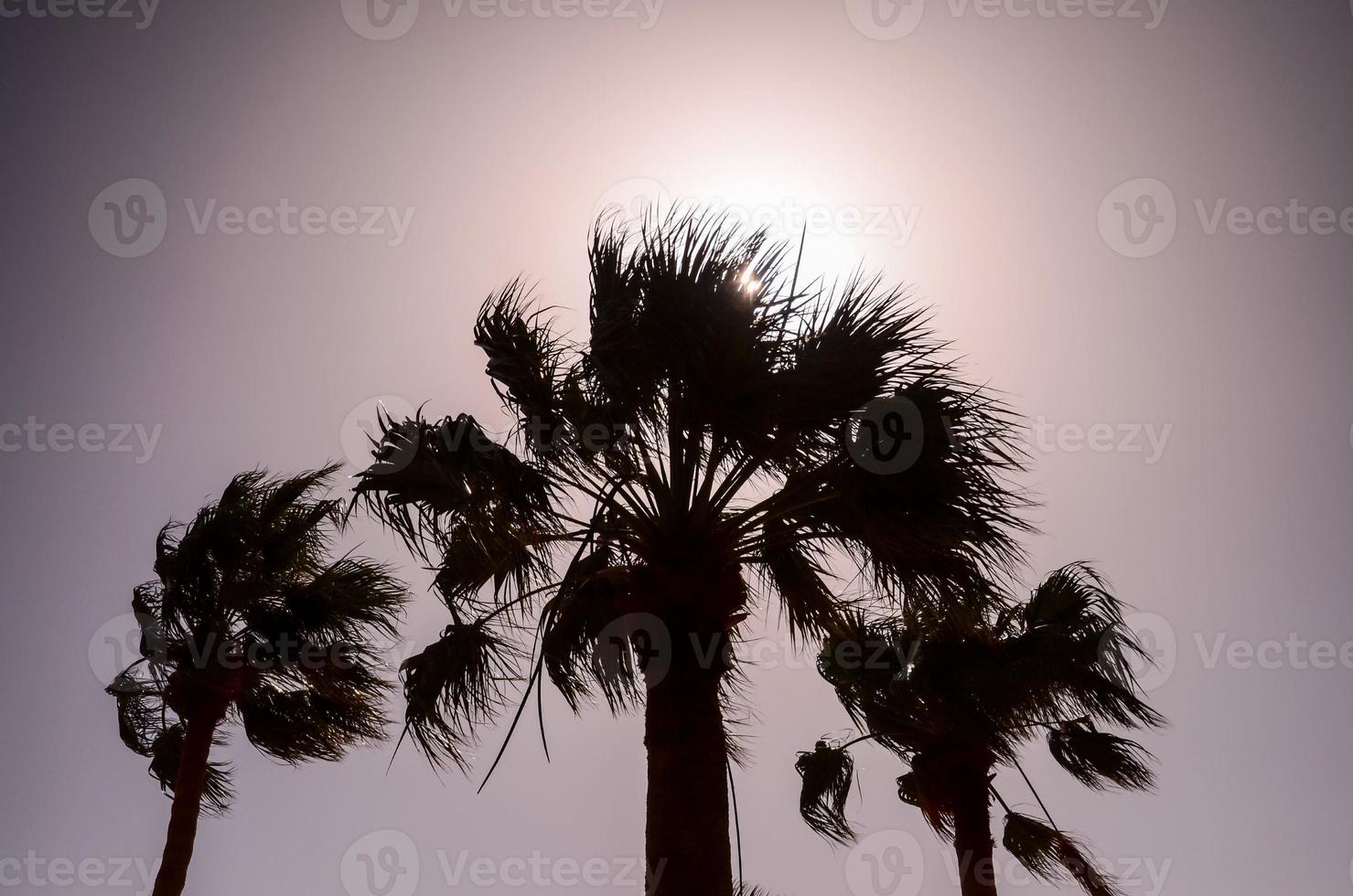 Palm tree silhouette photo