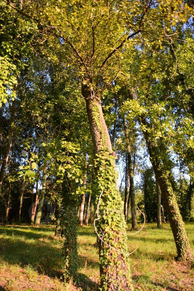 Rows of trees photo
