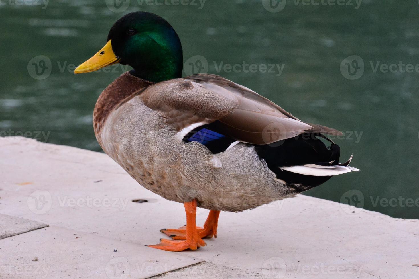 Duck near the water photo