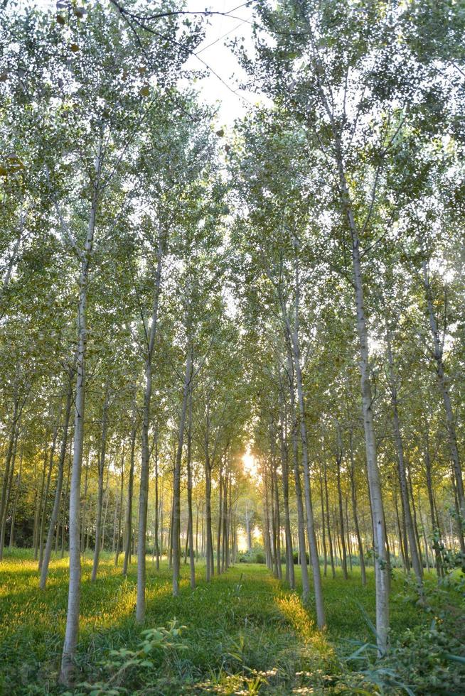 Rows of trees photo