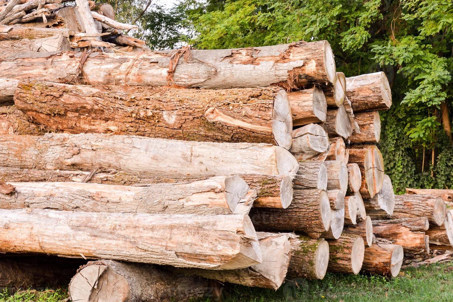 Wood log pile photo