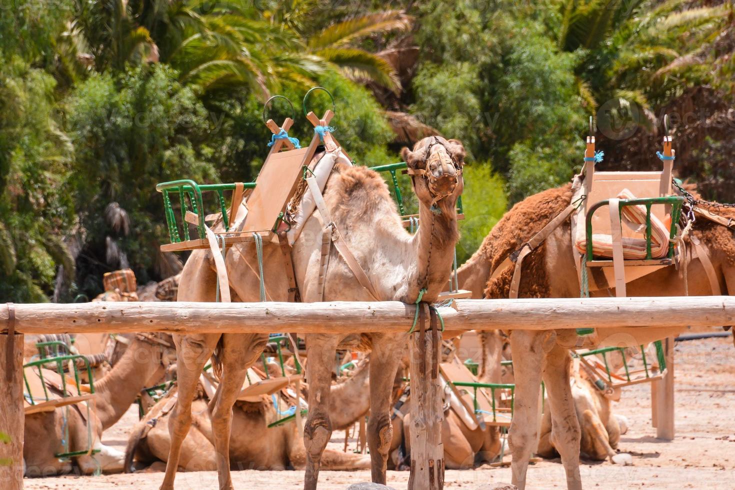 Group of camels photo