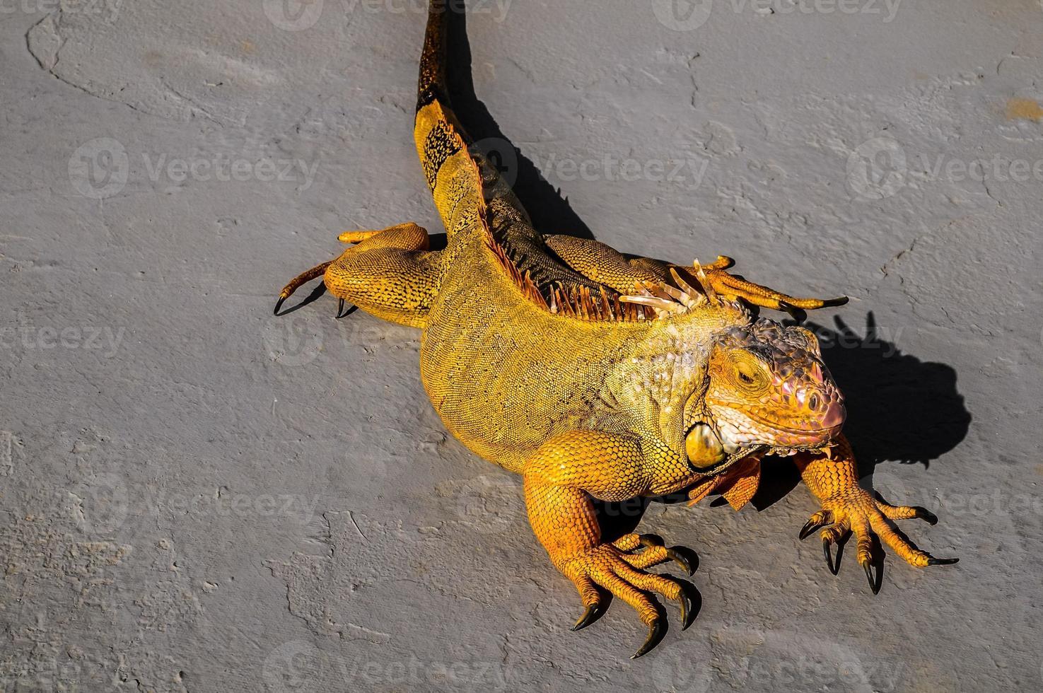 Wild lizard close-up photo