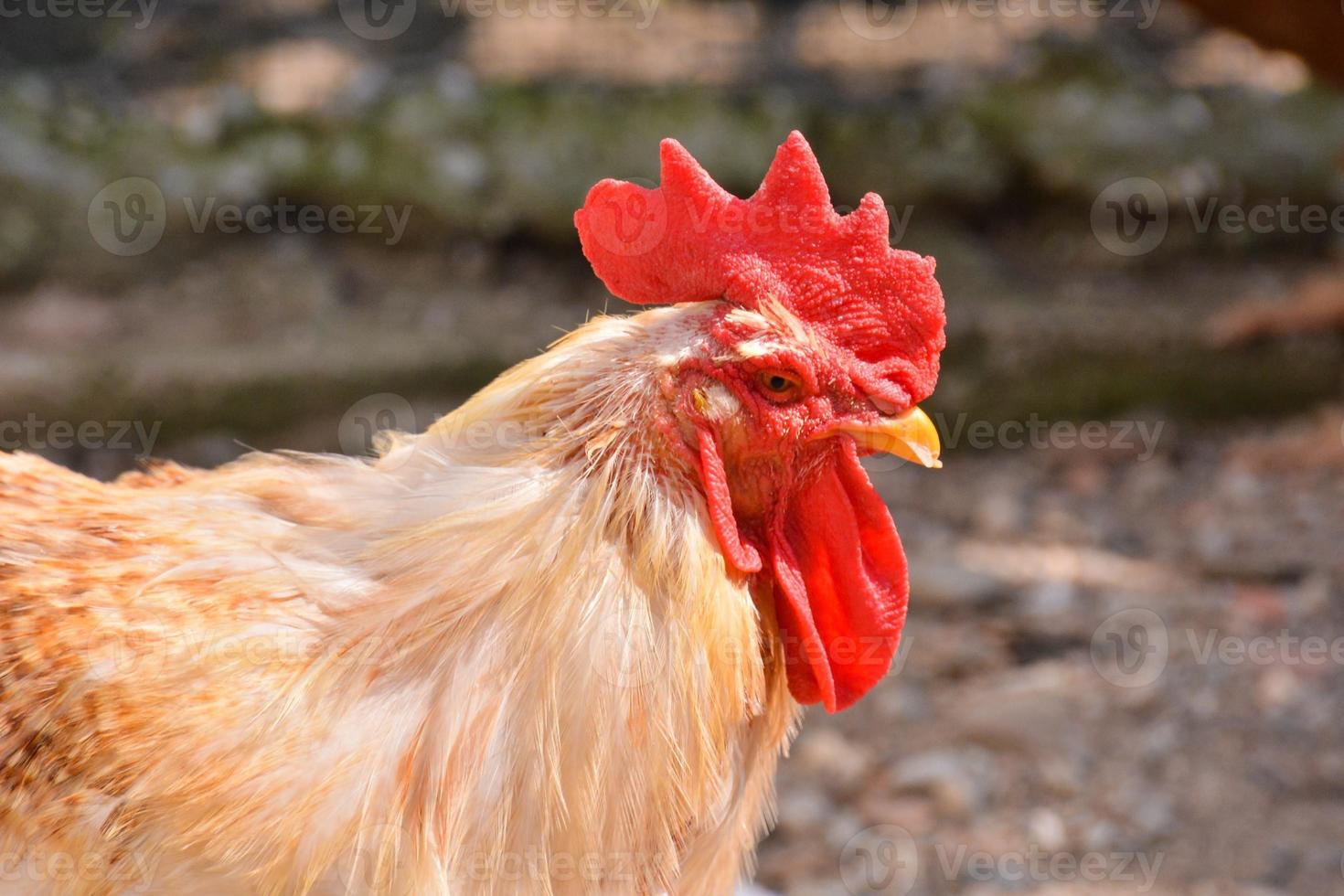 Rooster chicken close-up photo