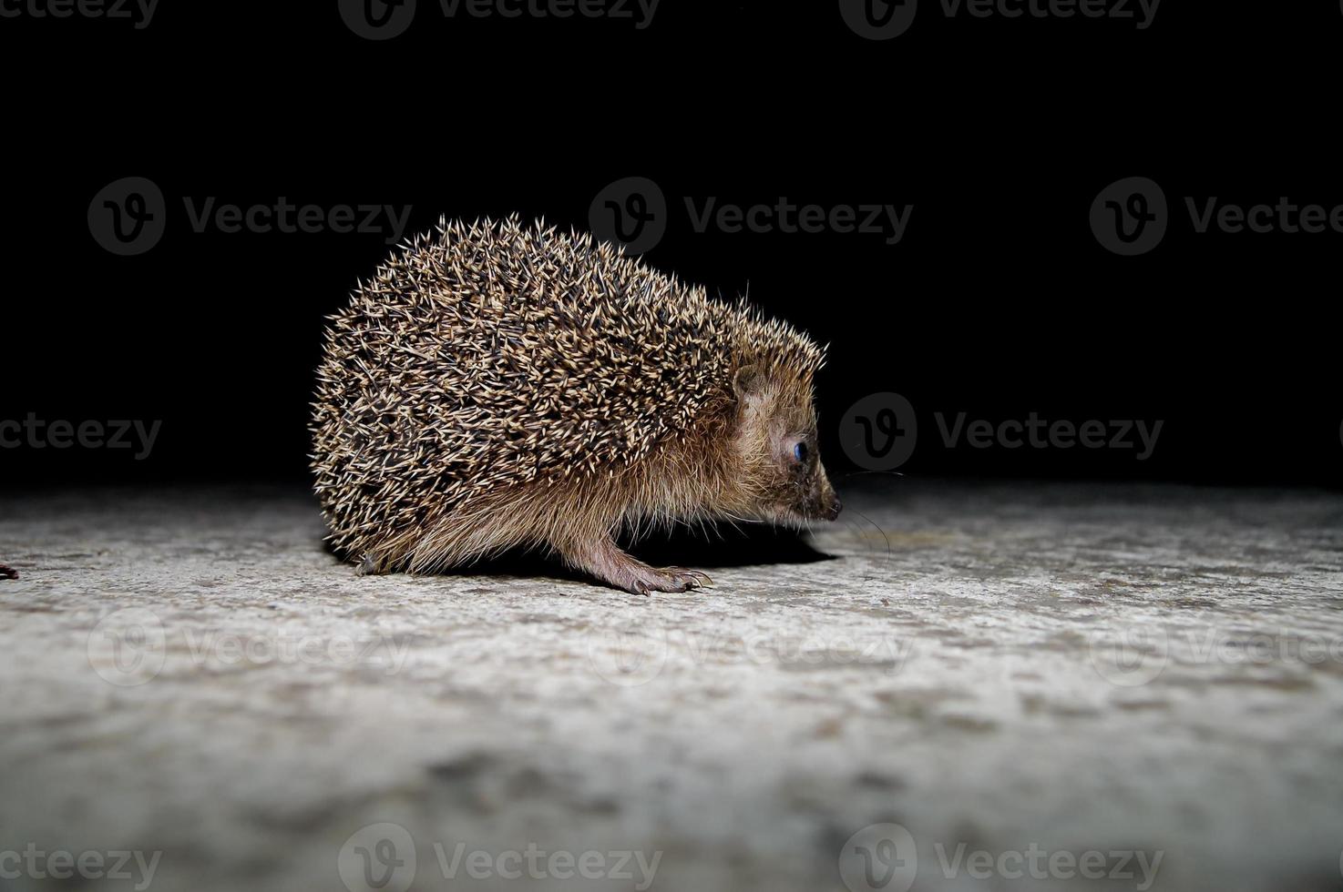 Small cute hedgehog photo