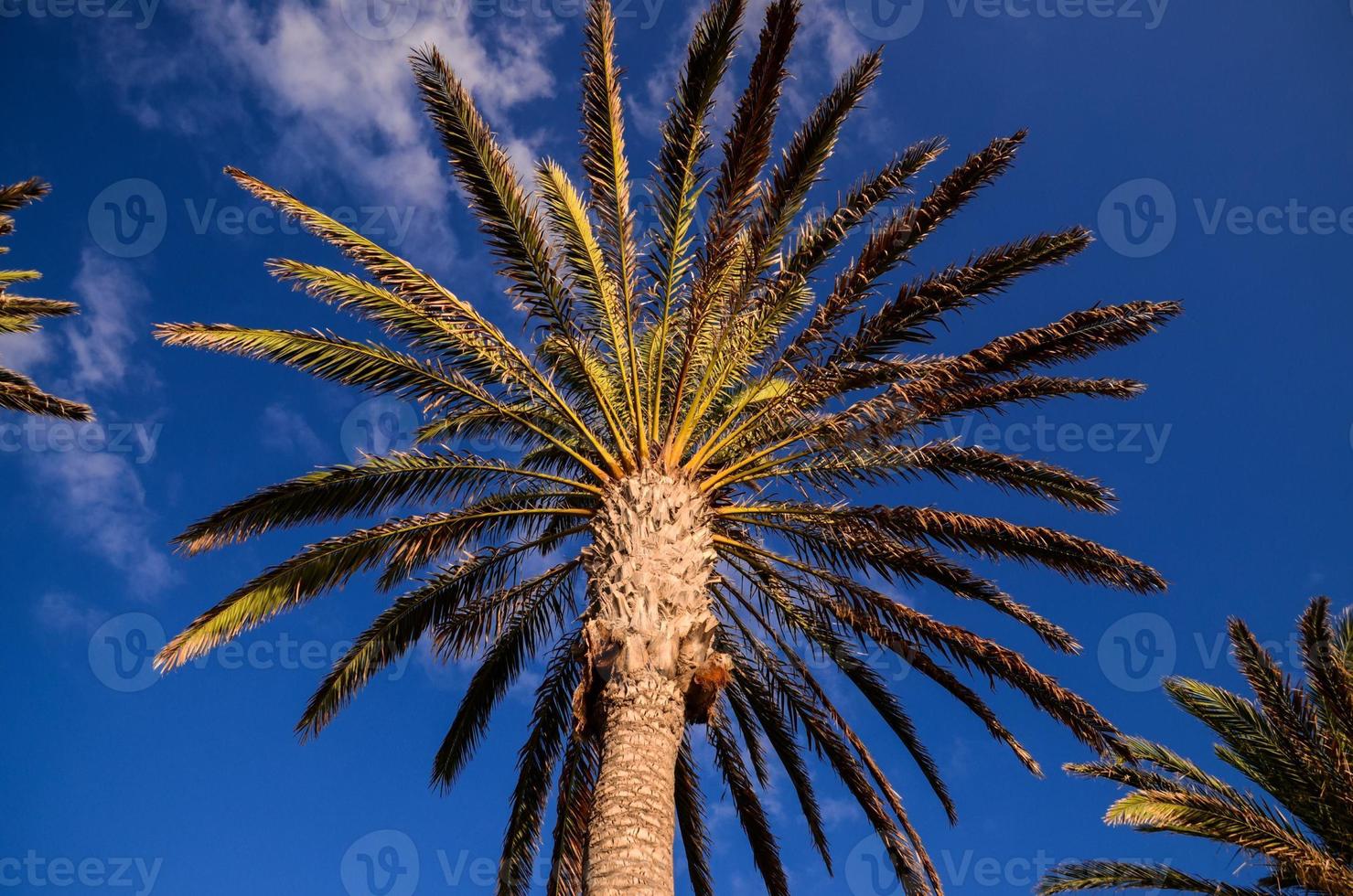 Green palm trees photo