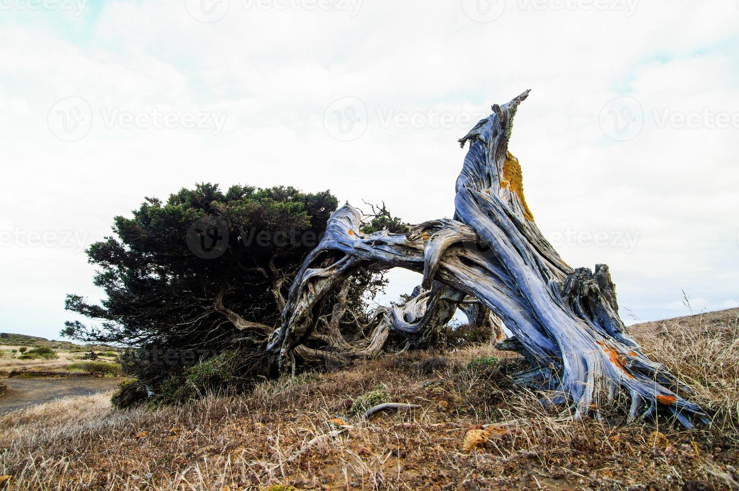 caído antiguo árbol foto