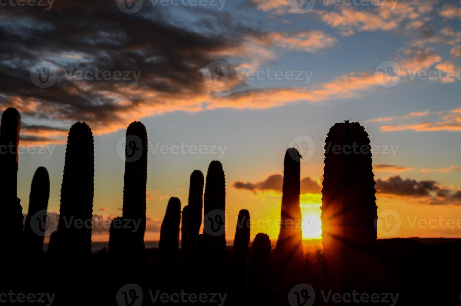 puesta de sol detrás cactus foto