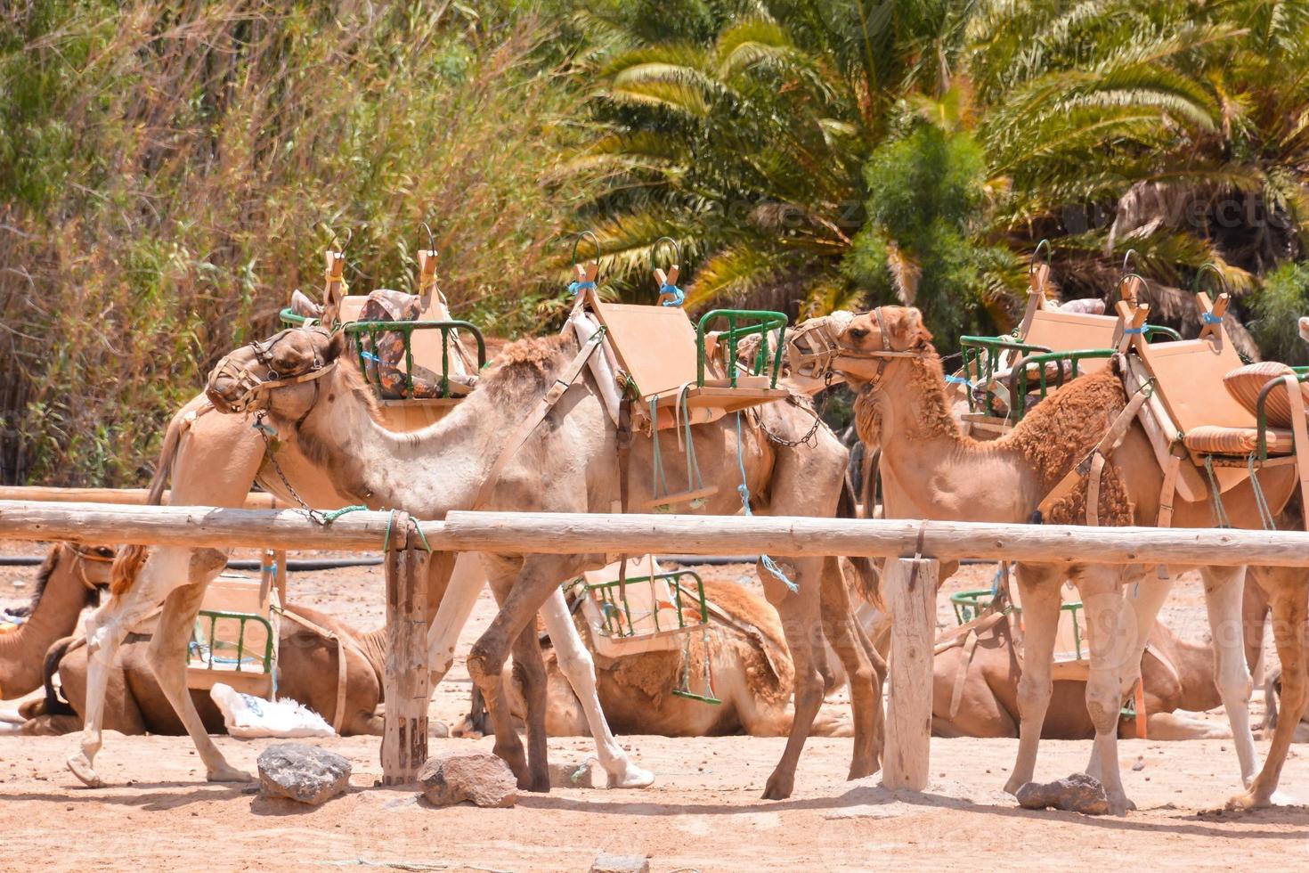 Group of camels photo