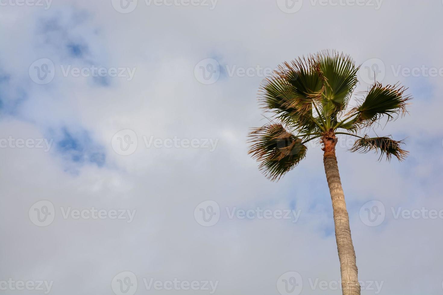 palmera verde foto