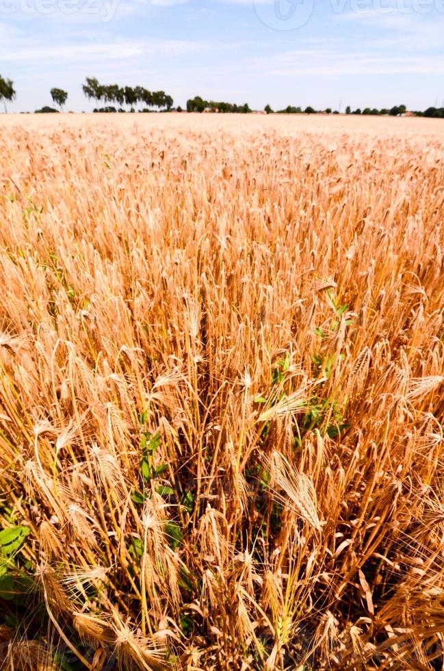 Field of wheat photo