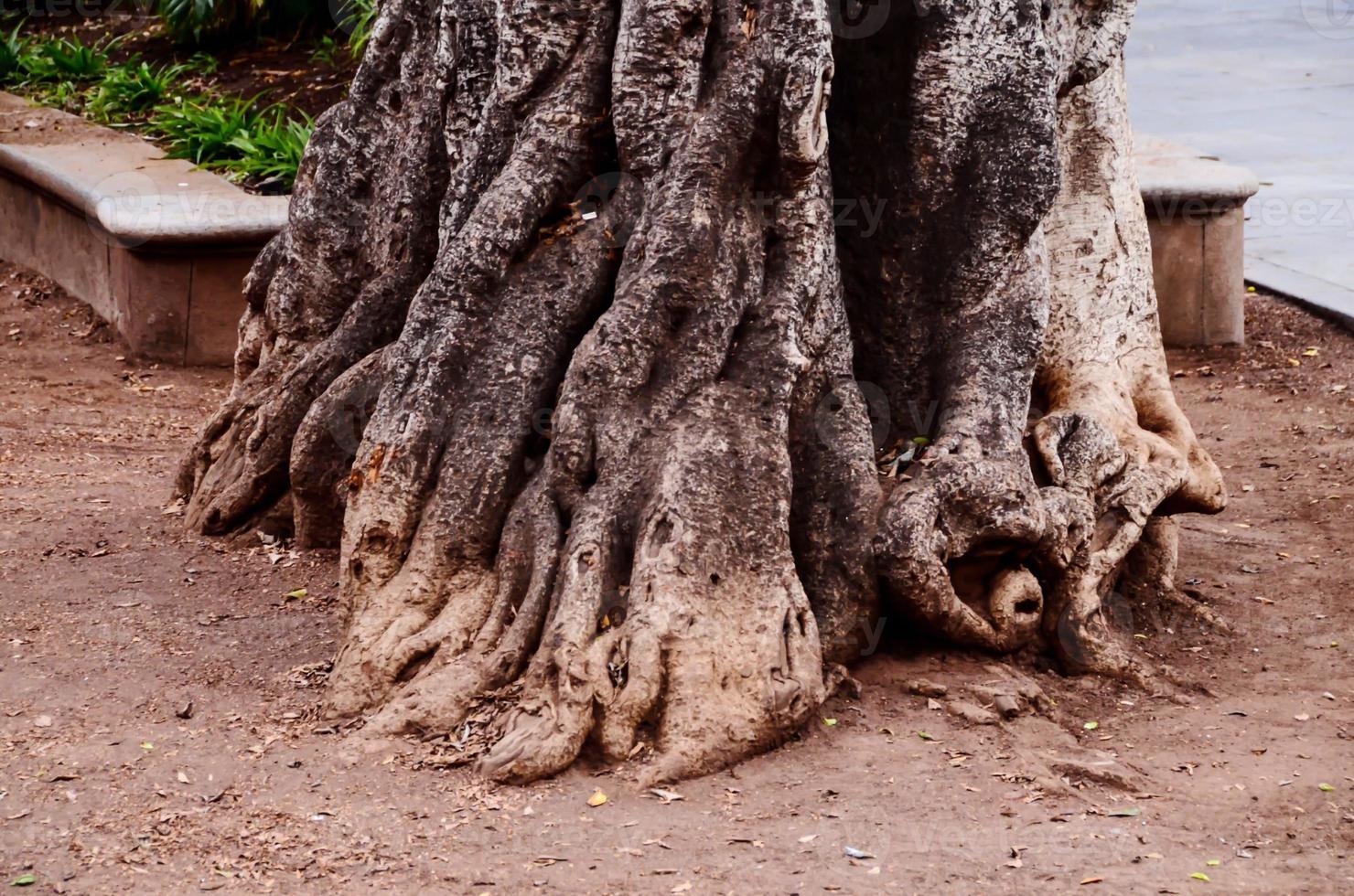 Tree trunk roots photo
