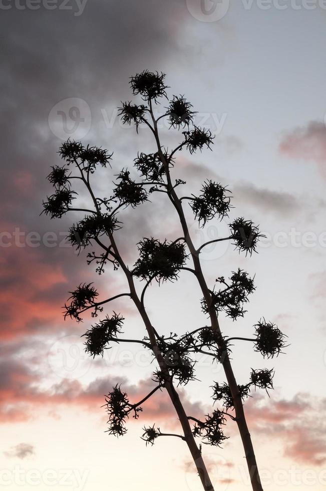 Tree foliage silhouette photo