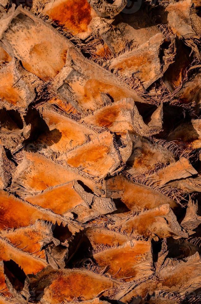 Palm tree bark photo