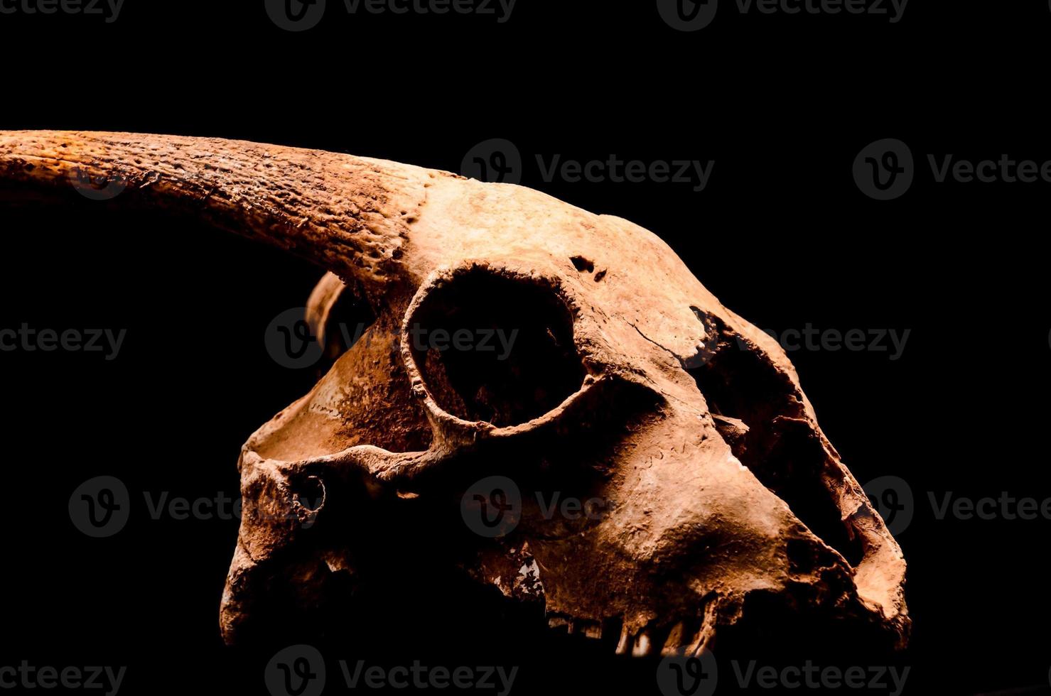 Animal skull close up photo