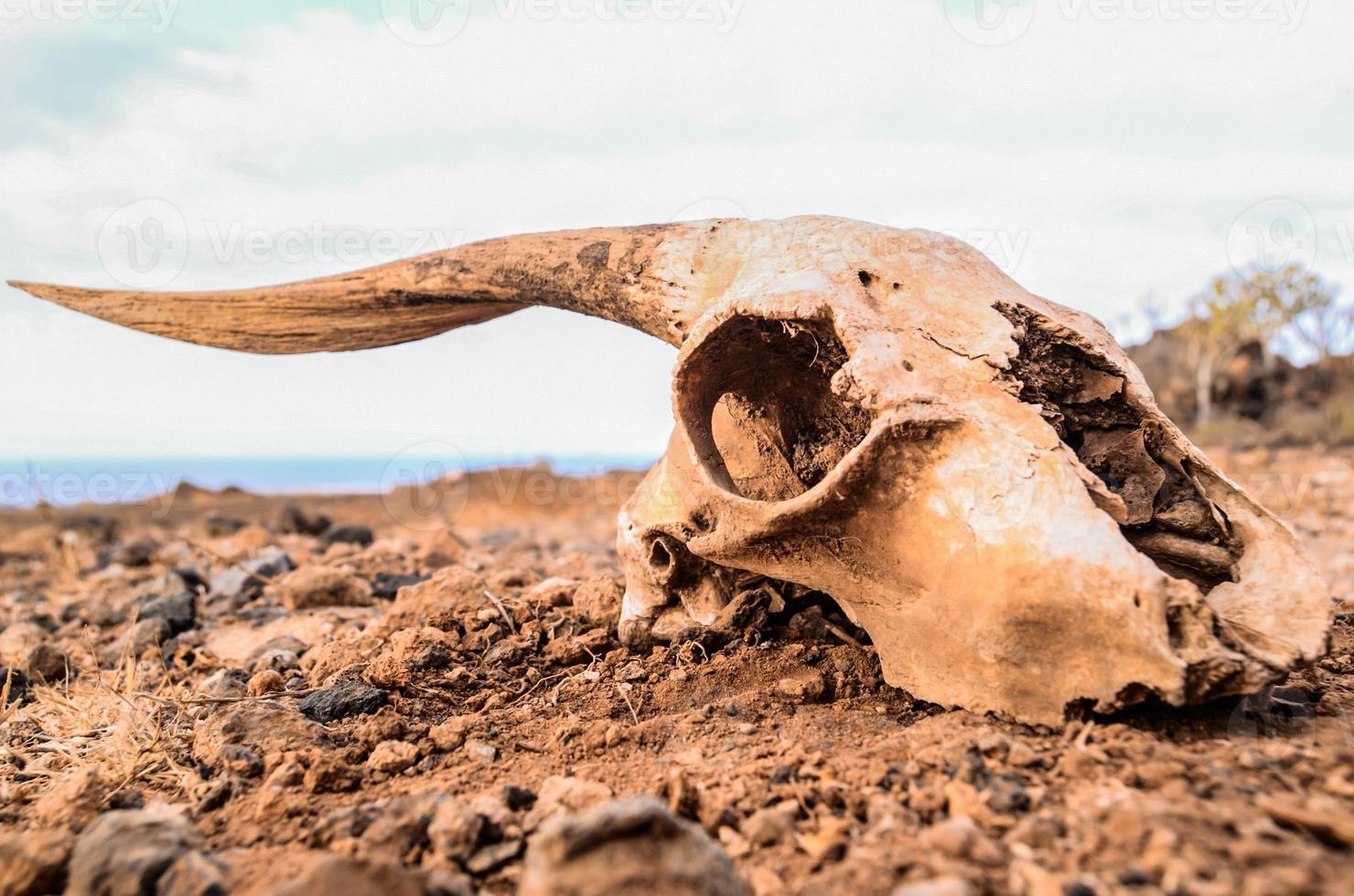 Old ram skull photo