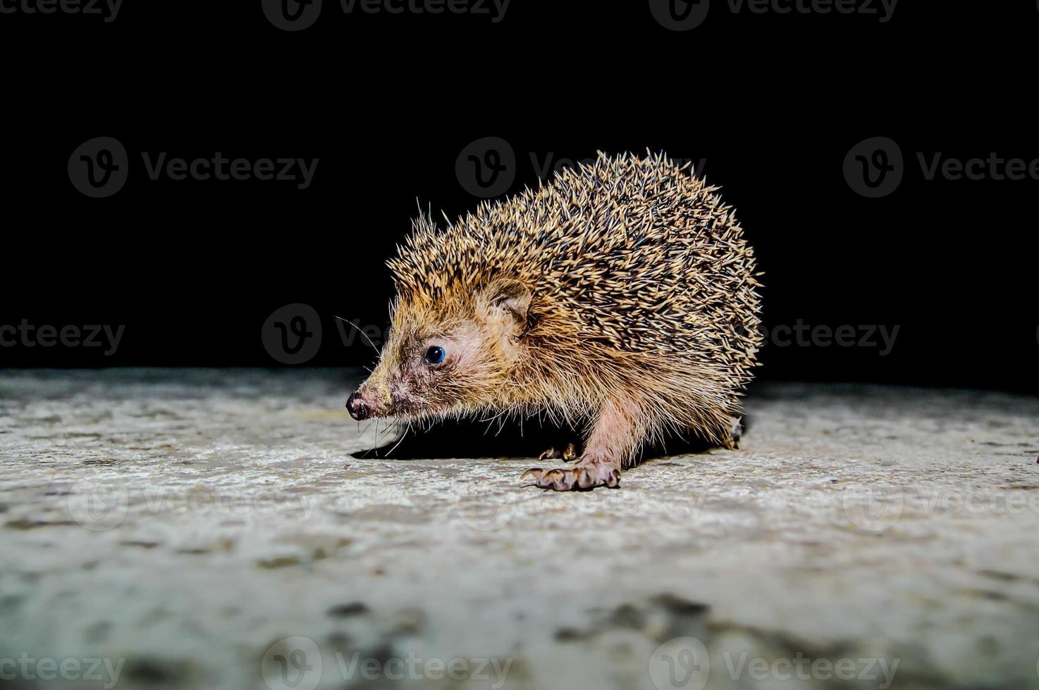 Hedgehog close up photo