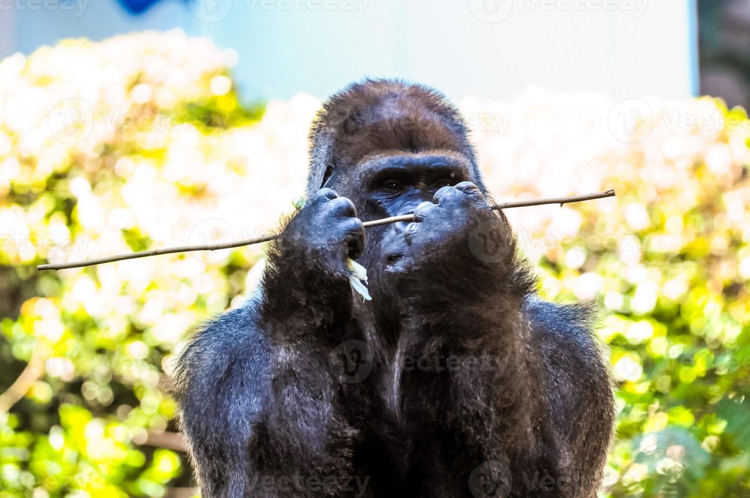 Gorilla in the zoo photo