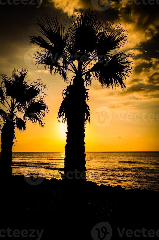 palmeras en la playa foto