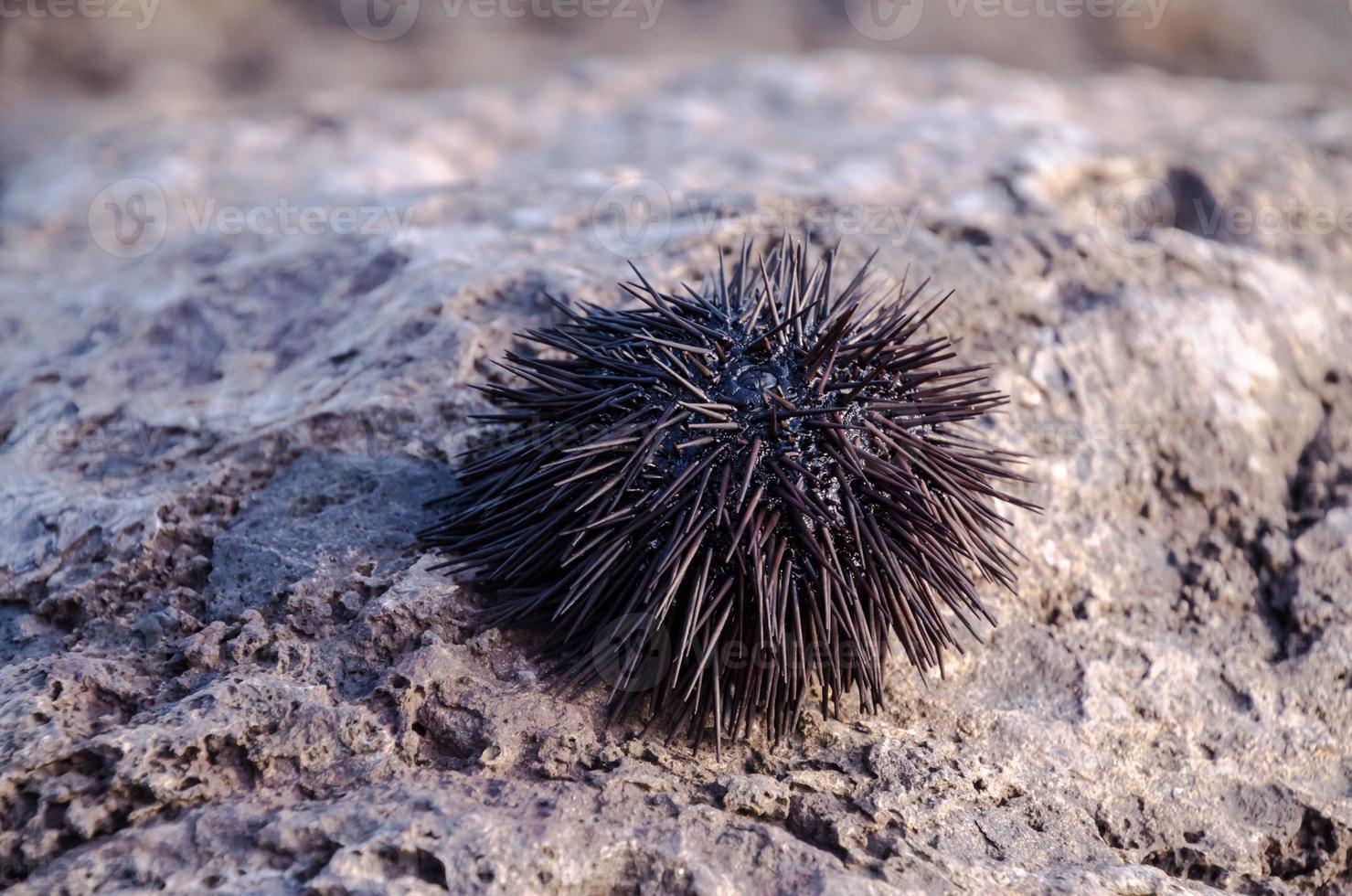 Sea urchin on a rock photo