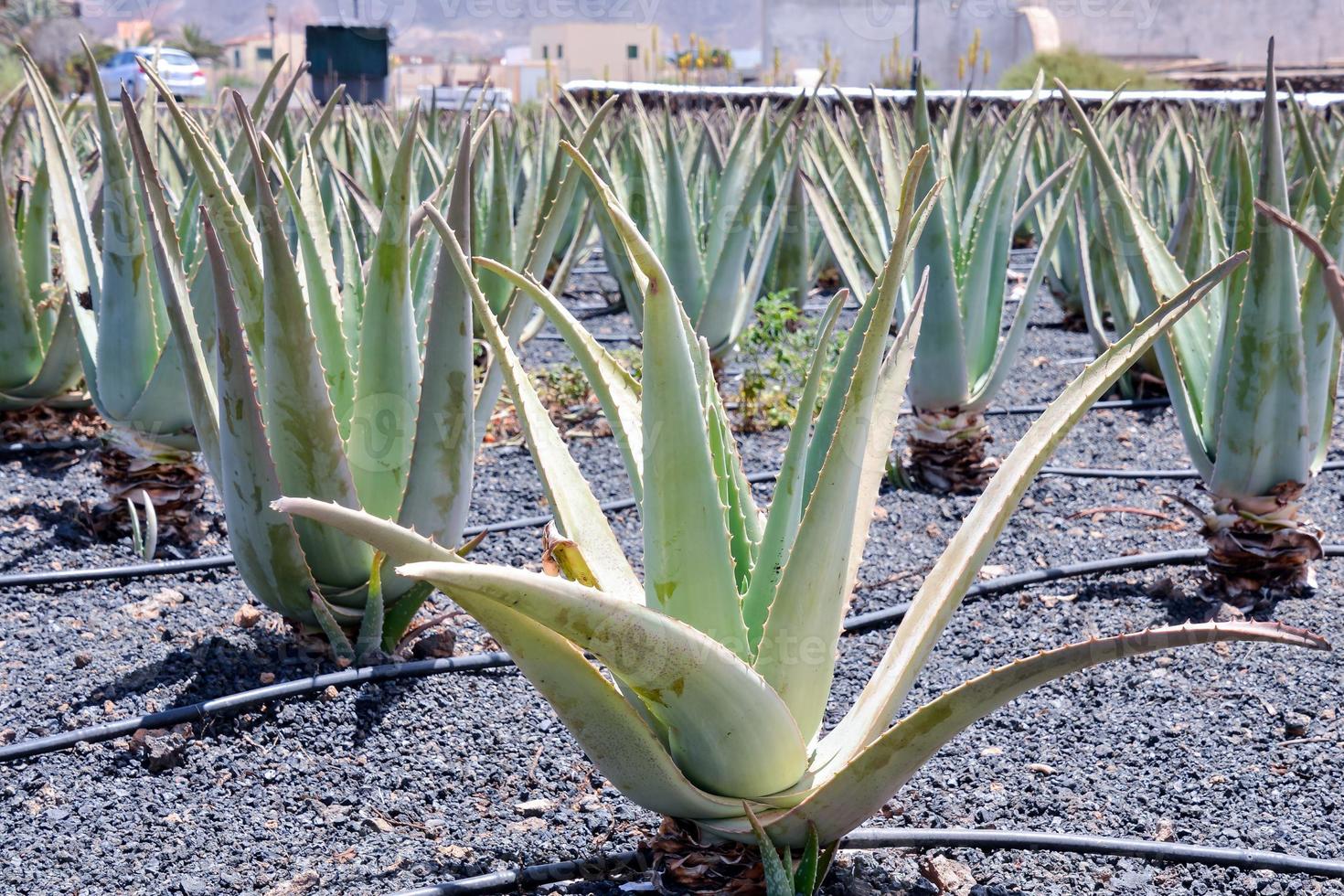 Green succulent flora photo