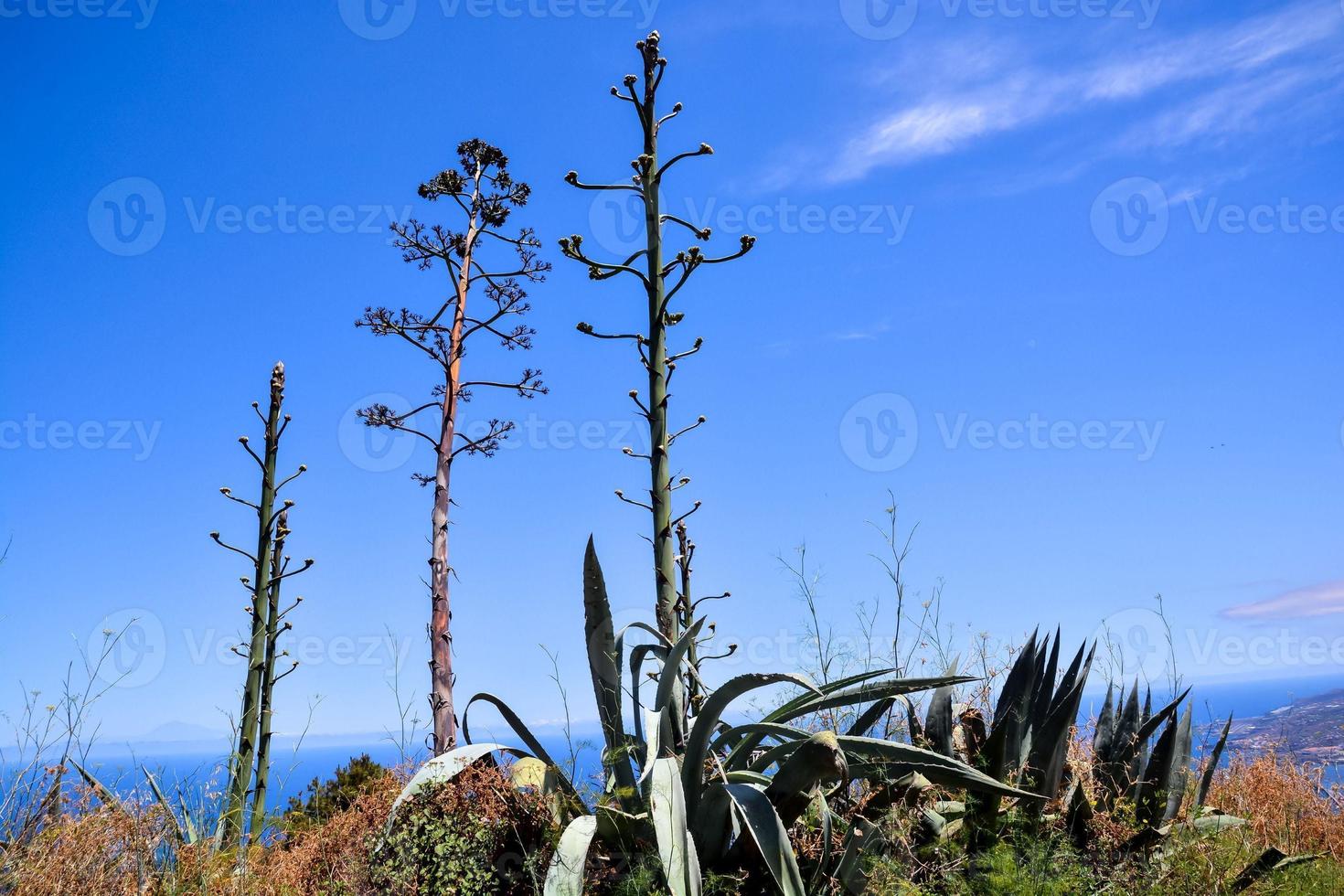 alto plantas creciente foto