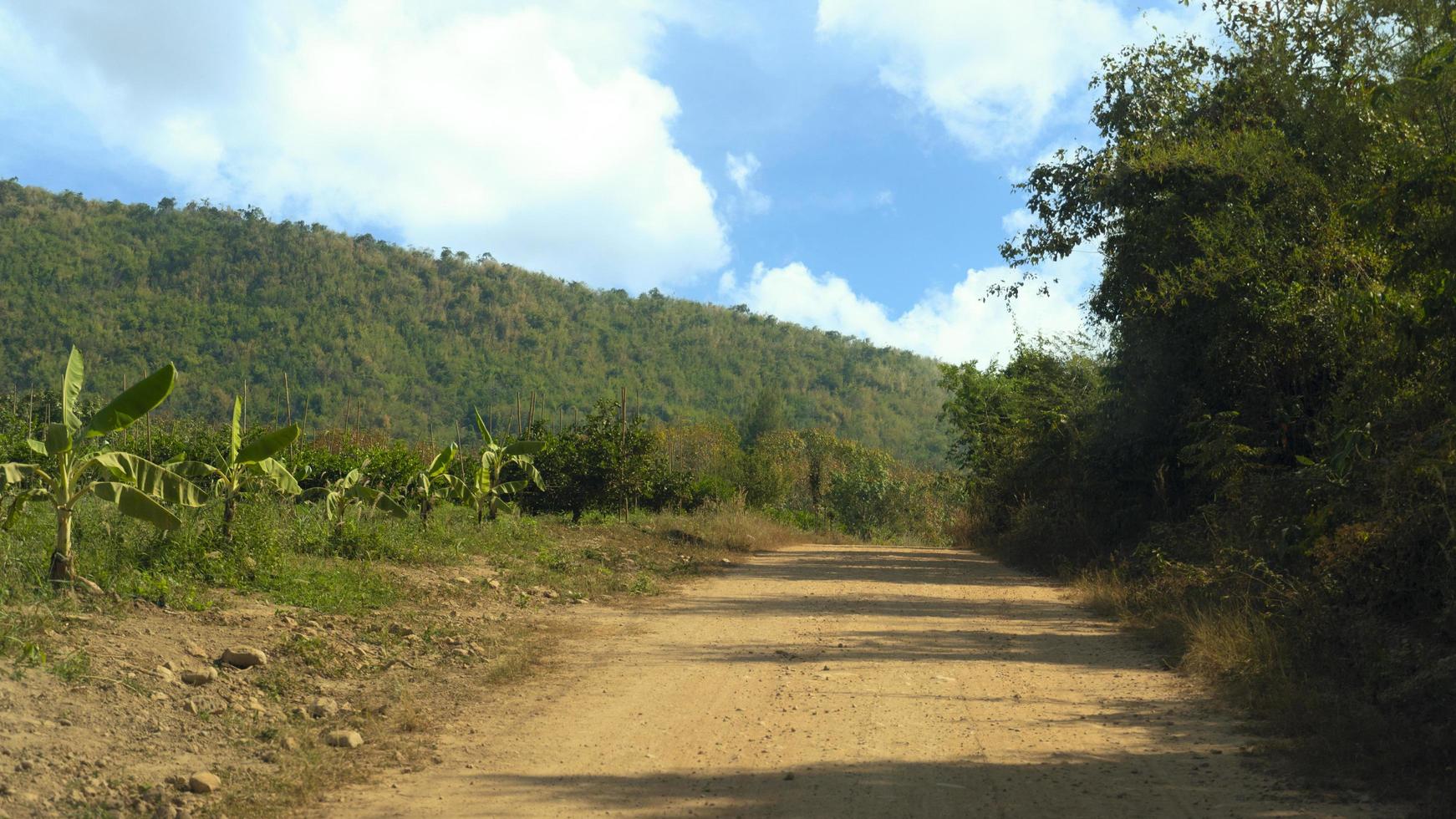 Path is a dirt road that leads up the hill straight ahead. background of two side with bamboo and banana trees. and blurred of green forest. photo