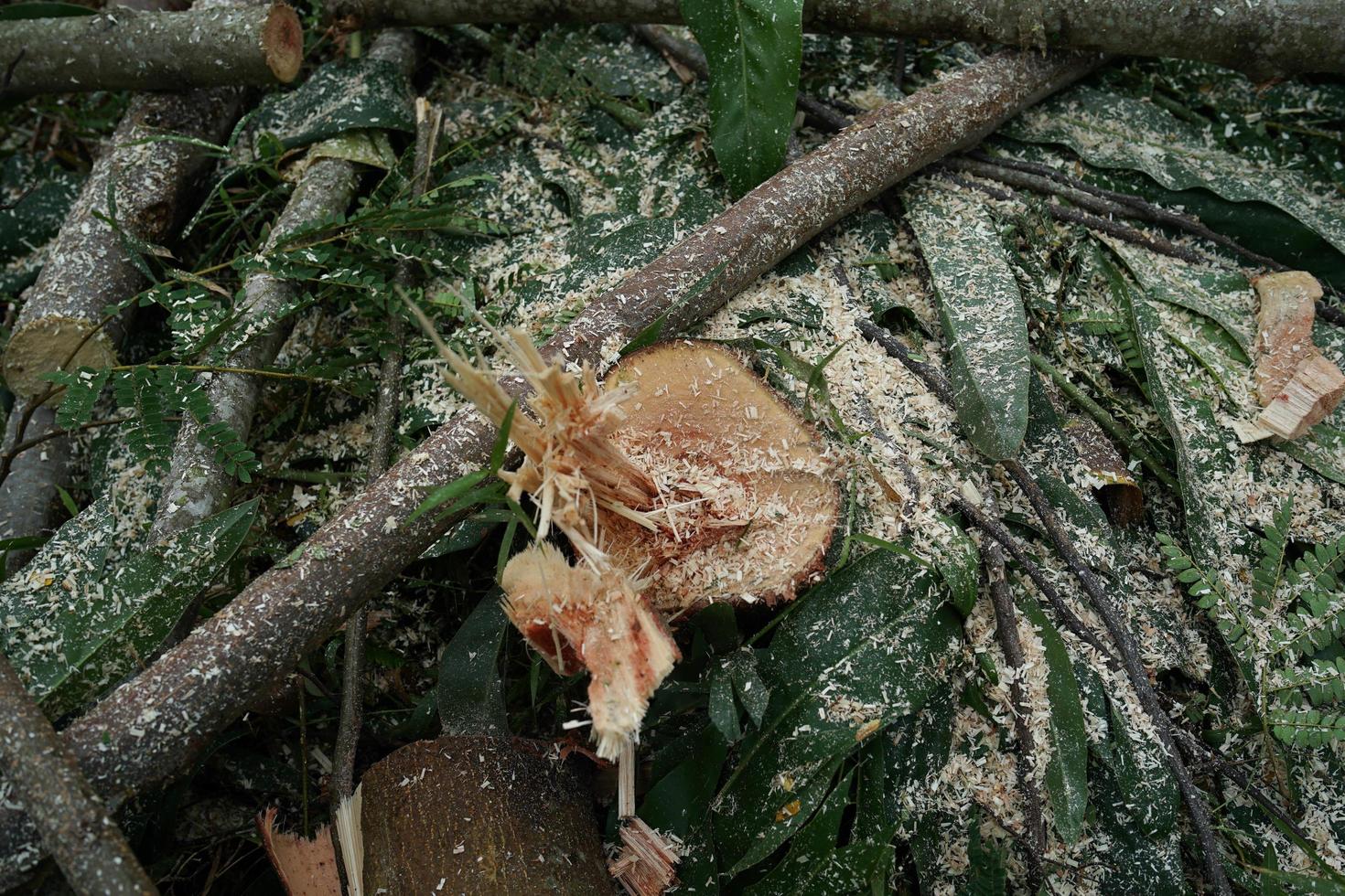 logs of felled trees, photo