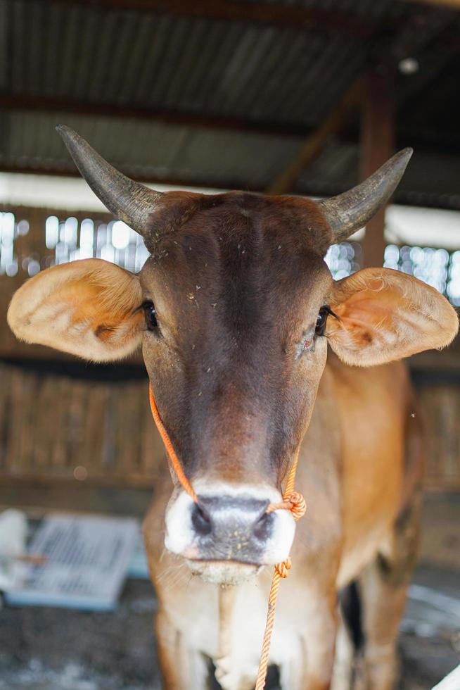 cow activity with barn background. photo