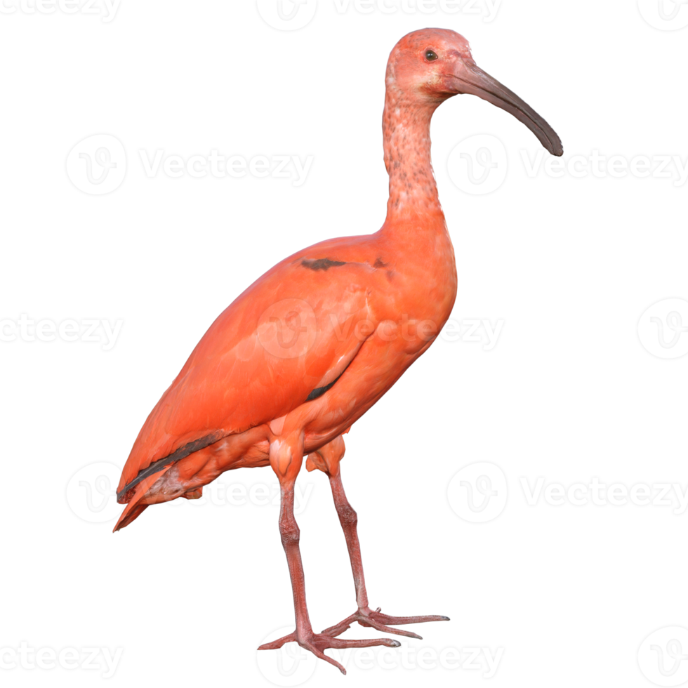 flamingo isolated 3d render png