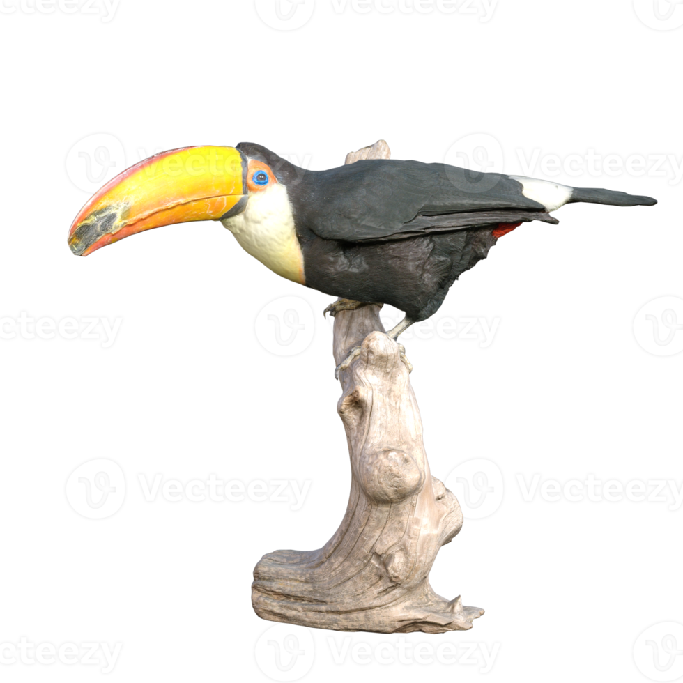 toucan isolated on transparent png