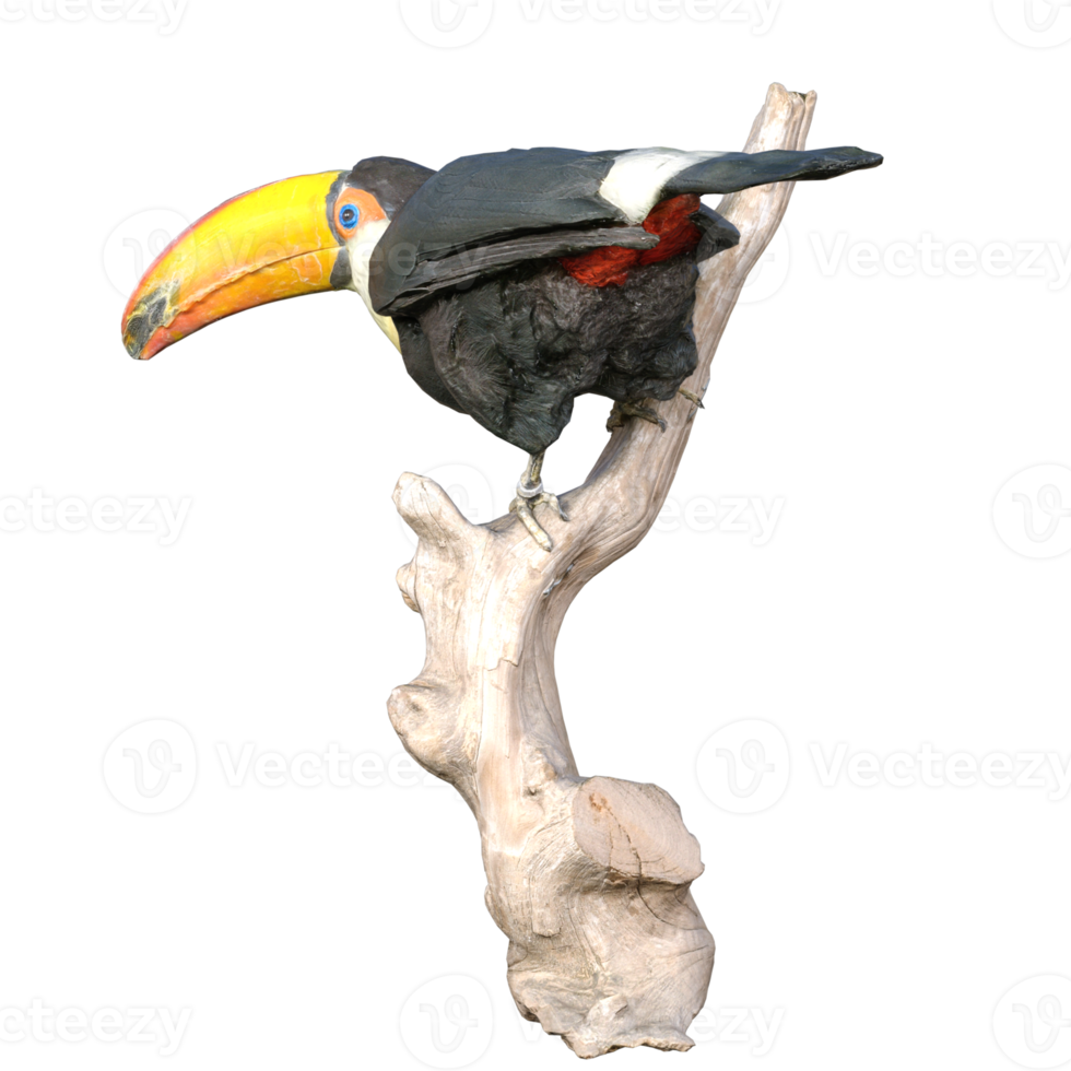 toucan isolated on transparent png